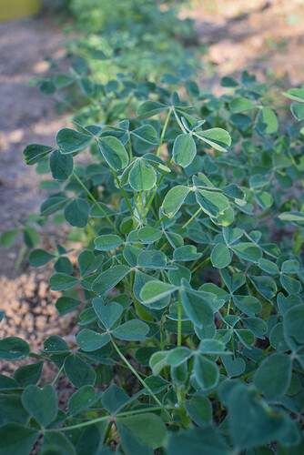 oca