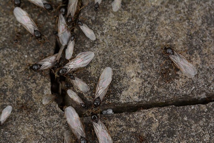 winged-ants-pavement-two-column.jpg.thumb.1920.1920