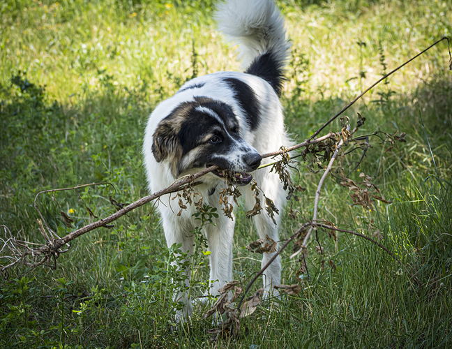 animals-tuc-any-stick-1