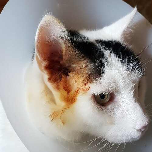 Lucky ear op. nov 22