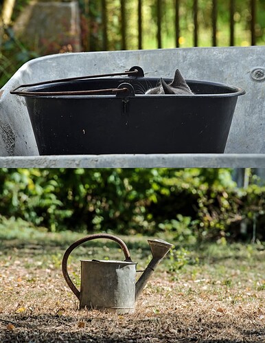 cat in bucket in wheelbarrow