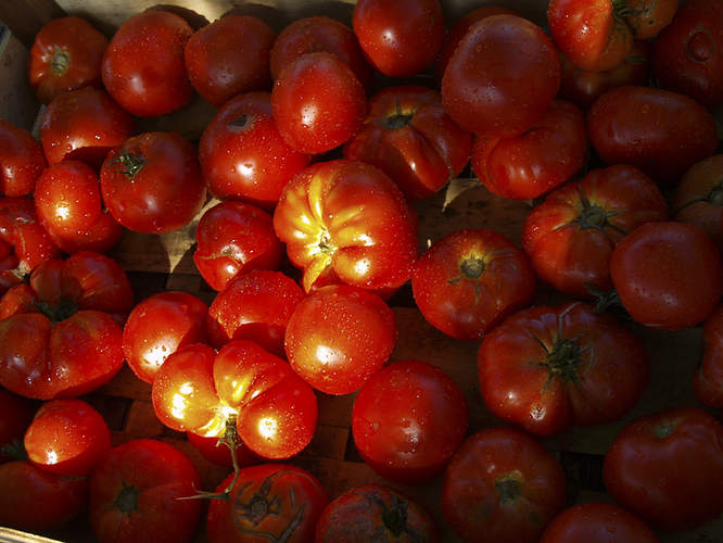 tomatoes-1