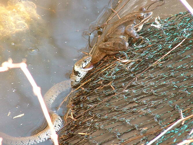 1d1b14c61c83176dbe6490481fff6a0c6c43e8b1_2_999x750