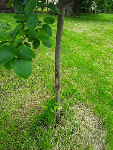 quince tree 1 problem