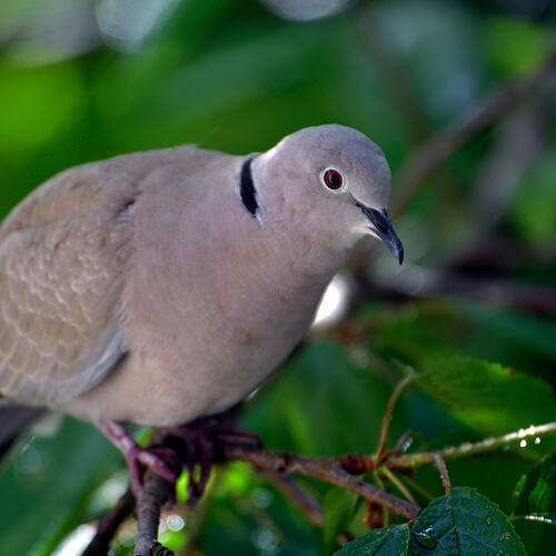 collared dove mum1-06-2026