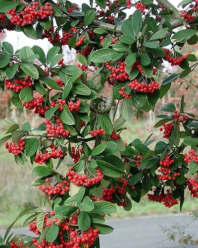 023813-COTONEASTER-LACTEUS_1x500