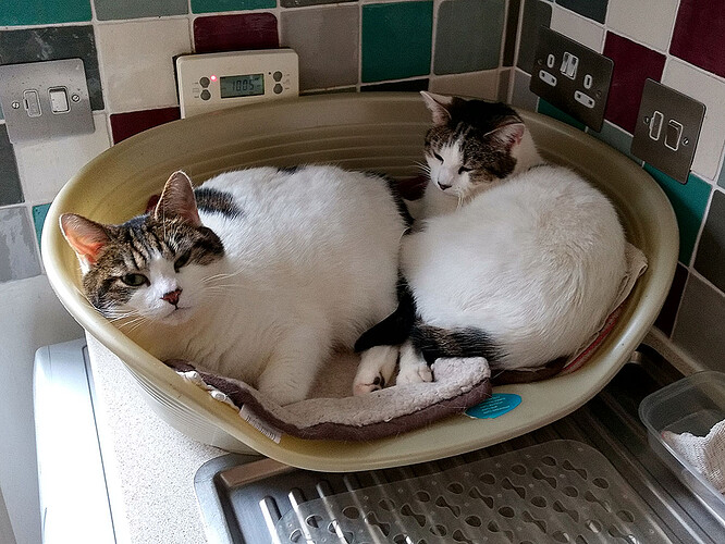 twocats