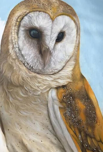 barn owl