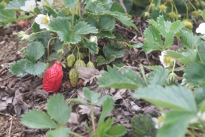 strawberries 3 April