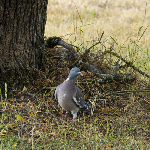 pigeon ramier-1