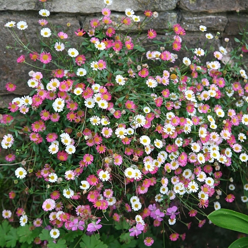 mexican fleabane