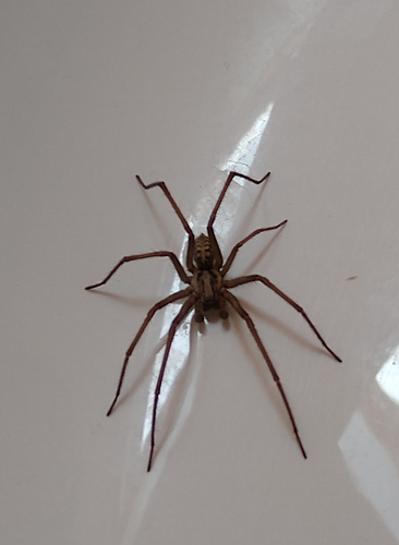 spider-in-the-bath