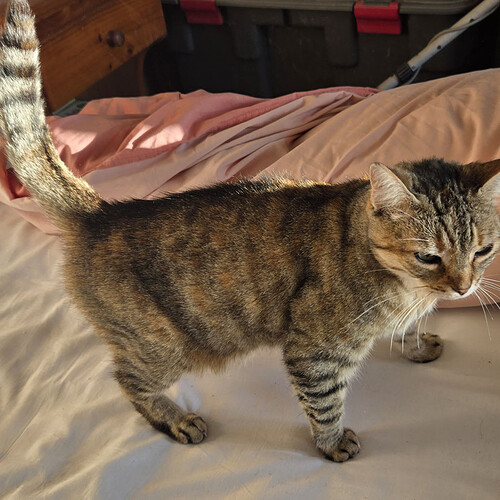 chatte trouvé