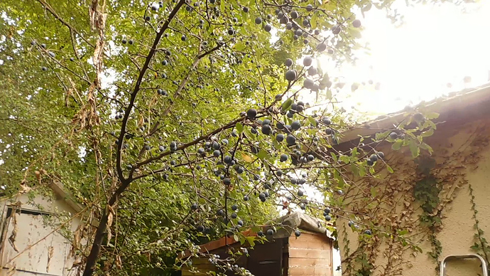 vlcsnap-2020-08-23-12h54m00s745 - Blue berries outside the back door