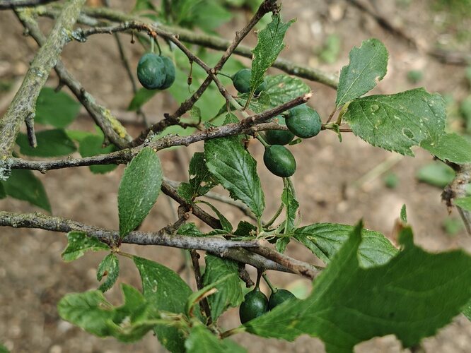 22 Sloes