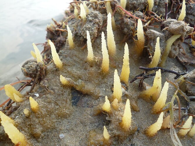Yellow_spikes2