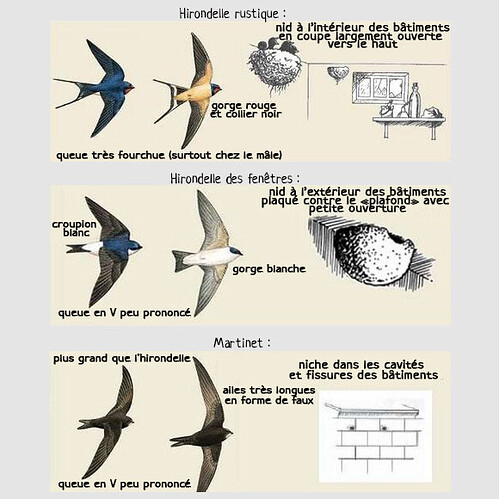 ois hirondelle martinet