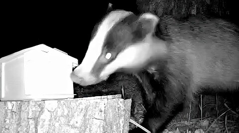 badger finds mangeoire