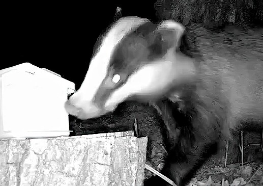 badger finds mangeoire