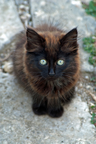 kitten fluff