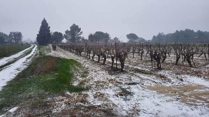 Snowy%20Vines