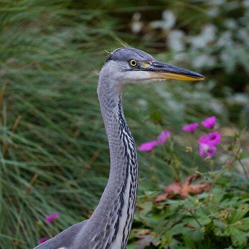 Heron-0817-006