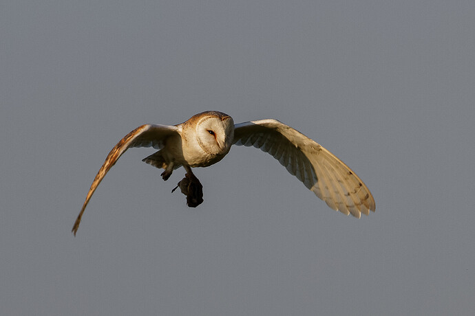 Barn Owl with Vole-1