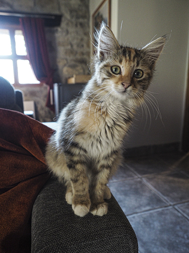 animals-gite-visitor-1