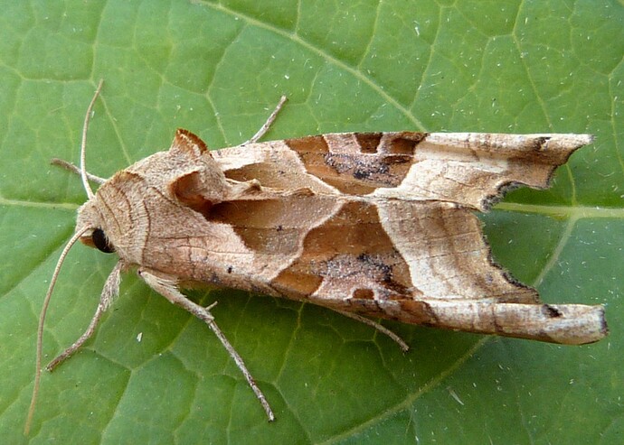 Angle-Shades-Moth