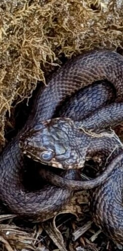 Screenshot_20250929_203843_Chrome