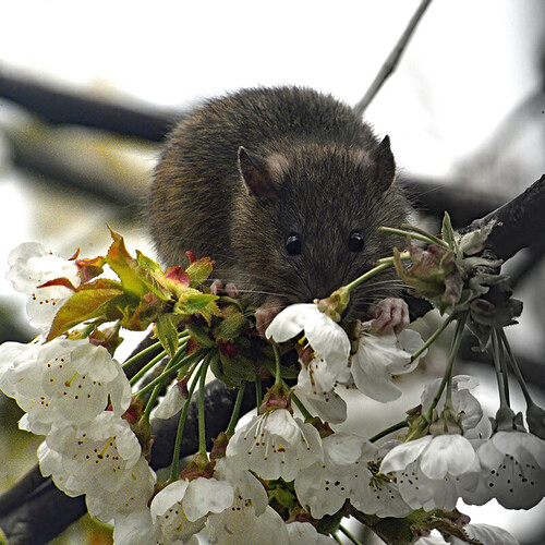 rat eating cherry tree blossom