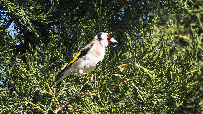 goldfinch-1