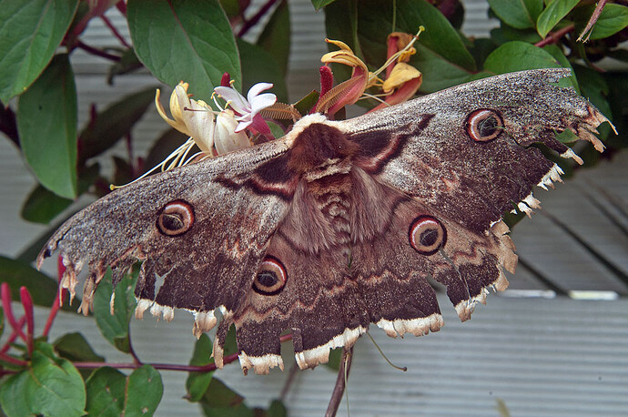 giant peacock moth