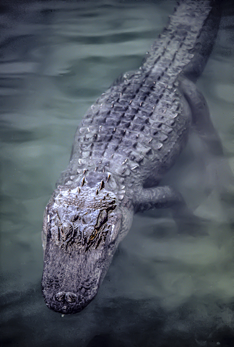 alligator-1