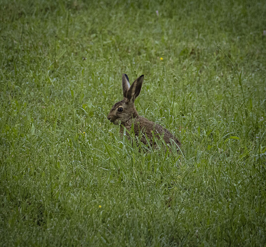 hare-1