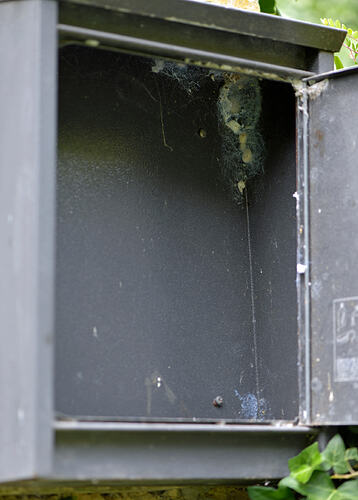 post box spider