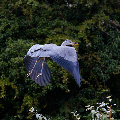 Heron-0817-007