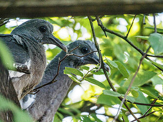 deux pigeonneaux