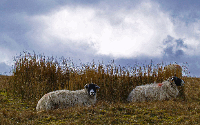 yorkshire-sheep-1