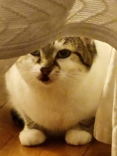 received_481602570308342