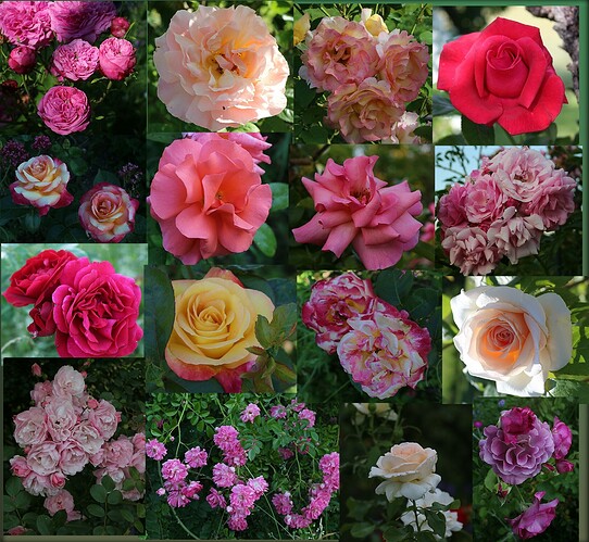 Roses collage