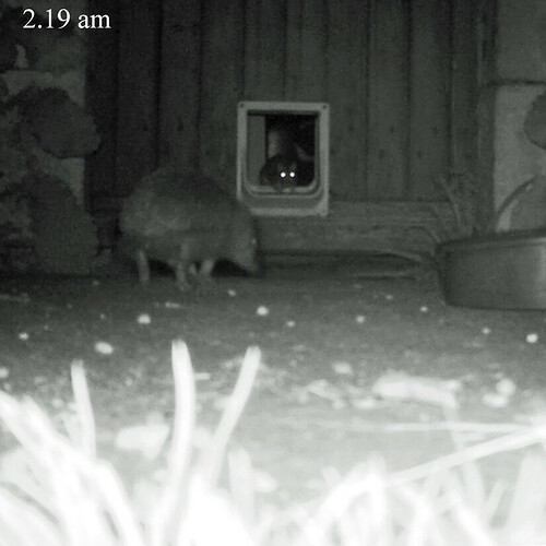 rat at the catflap