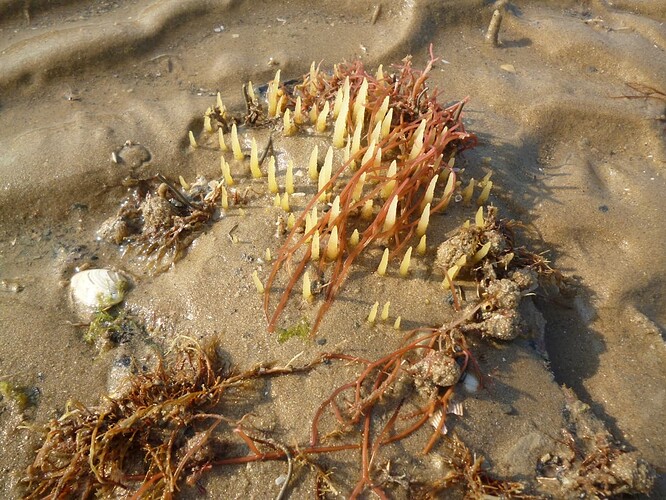 Yellow_spikes