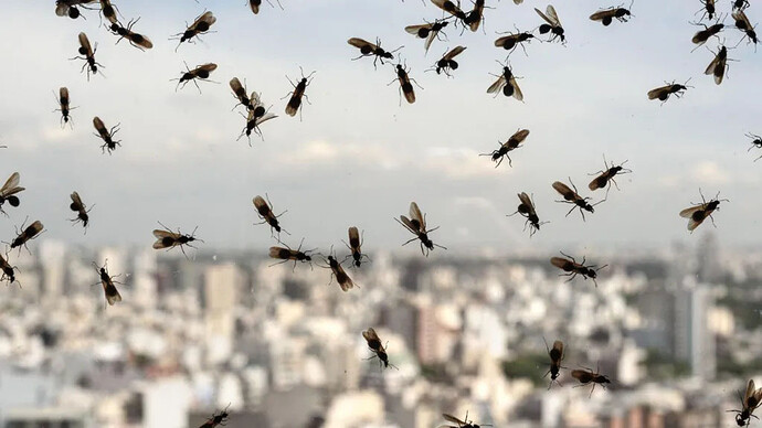 flying ants