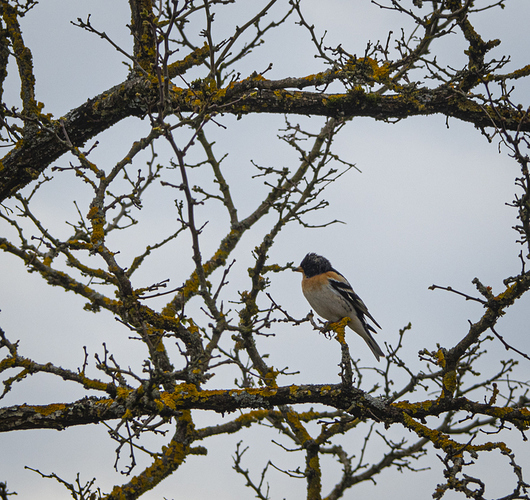 brambling-male-1