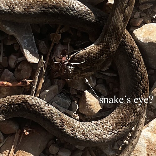 snake eye