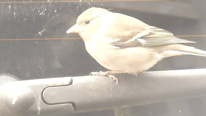 vlcsnap-2023-02-05-12h15m47s017 - Female Chaffinch which constantly flutters at the Berlingo windows