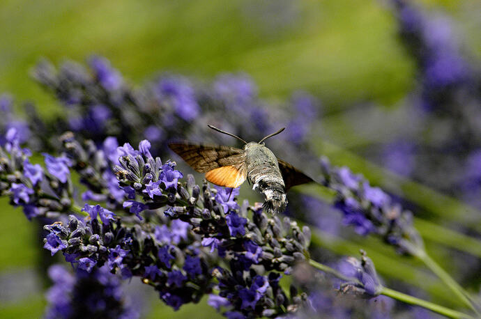 humming bird hawk moth 02