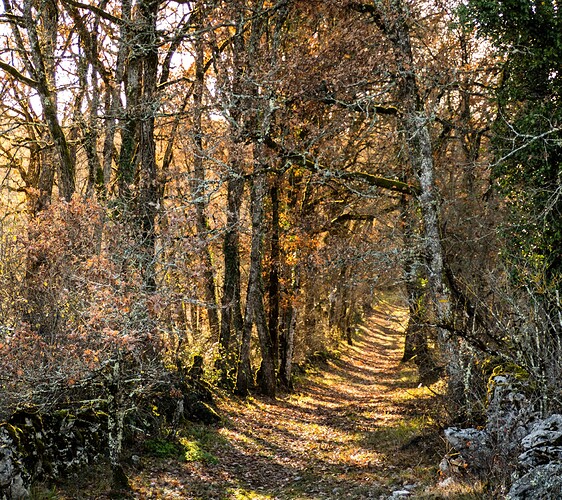 chemin causse-1