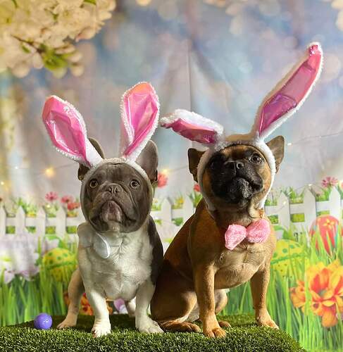 Easter dogs